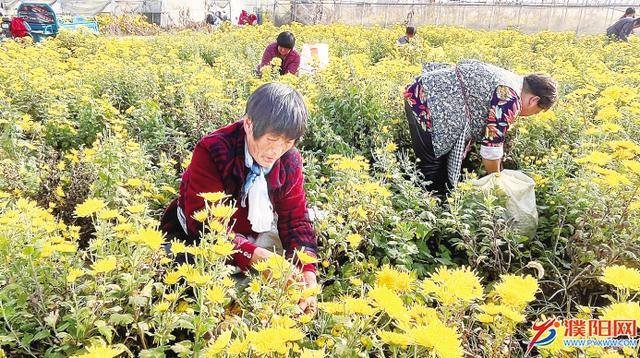 村民在忙着采摘菊花.