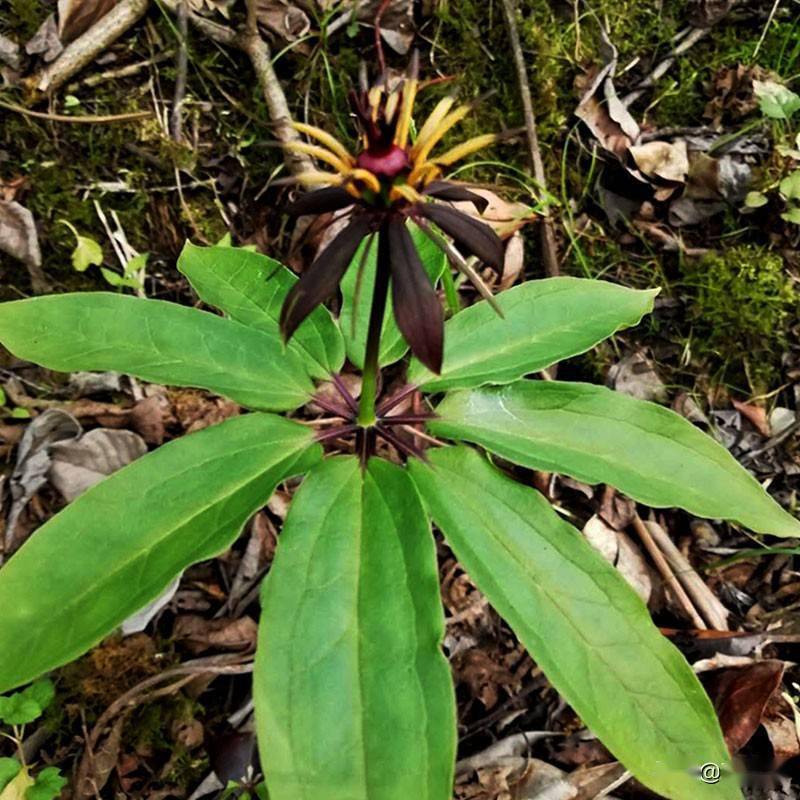 基金项目:福建珍贵药材重楼野生资源与种植现状分析