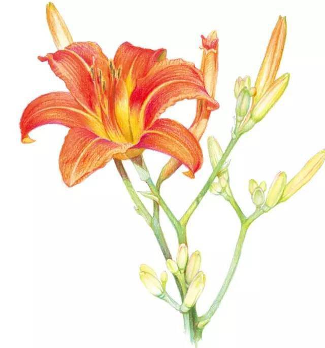 彩铅画入门教程 | 彩铅花卉-萱草的画法步骤_花瓣_橘色_花蕾