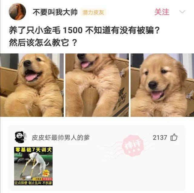 【沙雕问题8】:养了只小金毛,花了1500,不知道有没有被骗?