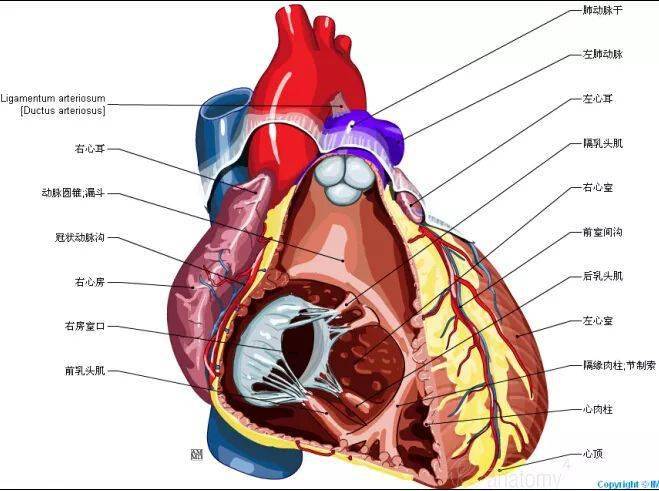 心脏解剖图_推广_沙龙_医学