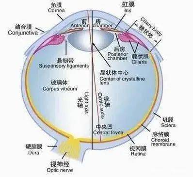 眼的组织解剖_巩膜_虹膜_眼球