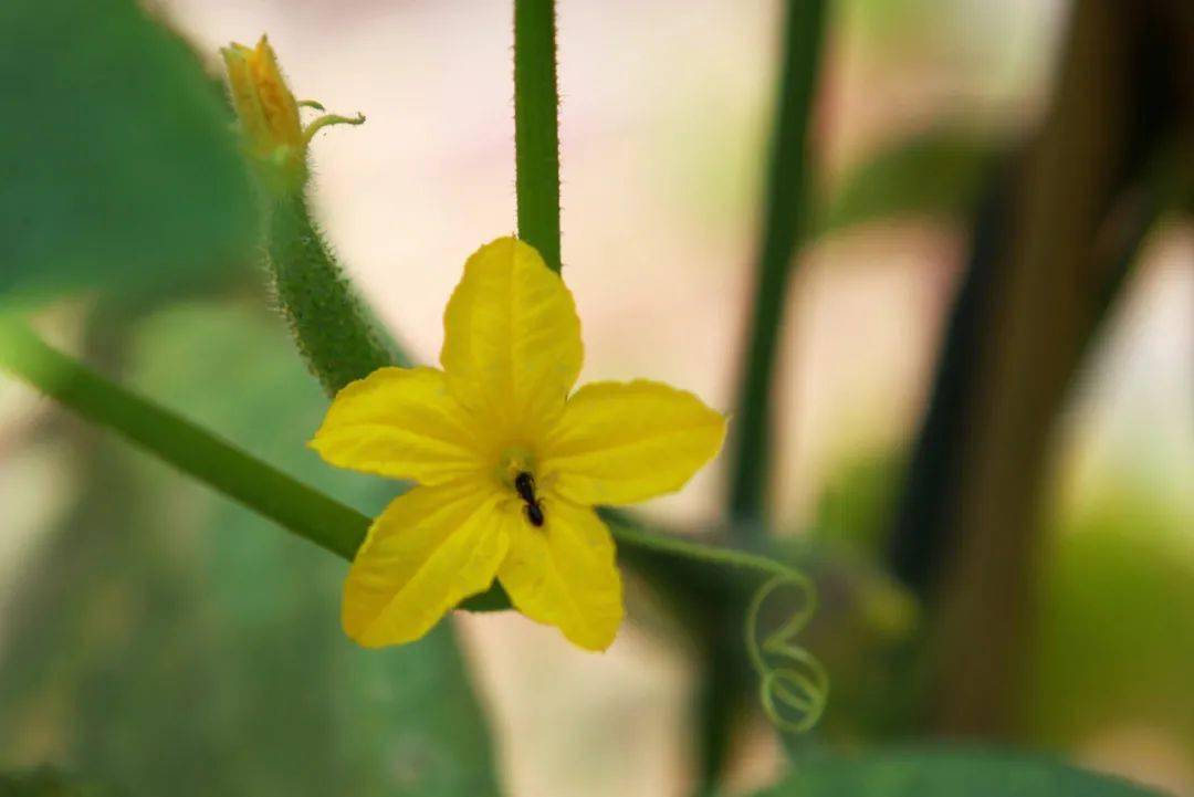 吃了一辈子蔬菜,却没见过它开花的样子!网友:蔬菜的花