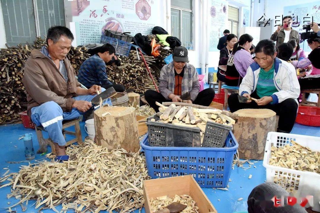 电白区素有"中国沉香之乡"美誉,是我国天然沉香的中心分布区之一,也是