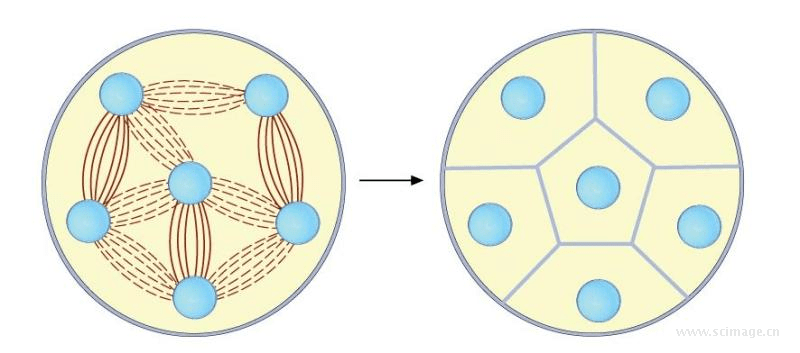 胚乳细胞的胞质分裂▲有丝分裂中期的典型的动物细胞纺锤体图片来源