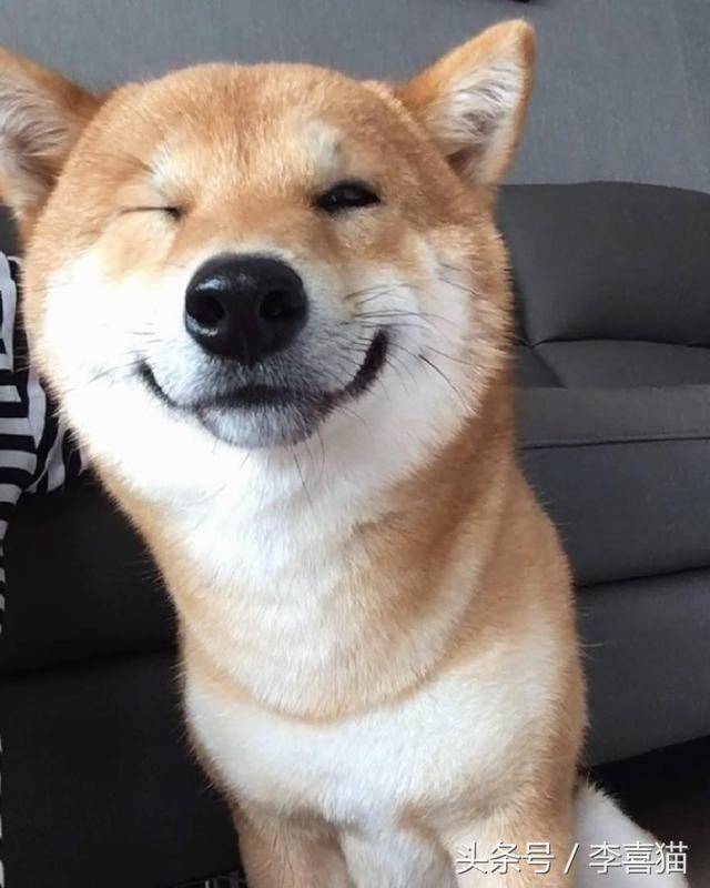不愧是汪界表情包之祖柴犬贱萌的微笑可以说是独一无二的了