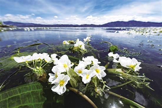 海菜花重开洱海美如画