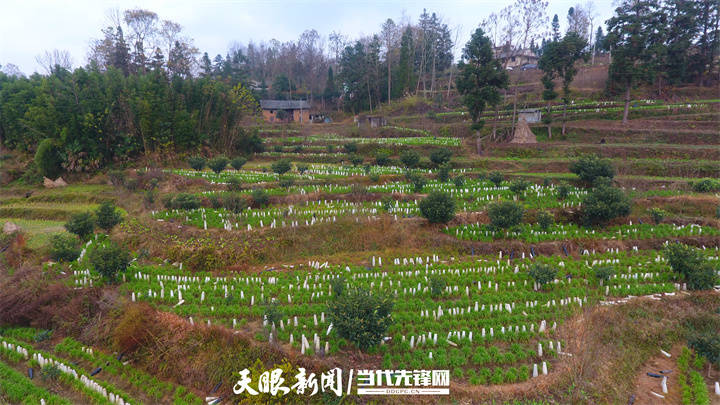 四新四化蹲点采访织金县黑土镇金色产业入山乡黑土今时变乐土