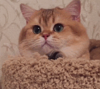 猫咪中的土豪金英短金渐层该如何挑选颜色越黄越值钱吗