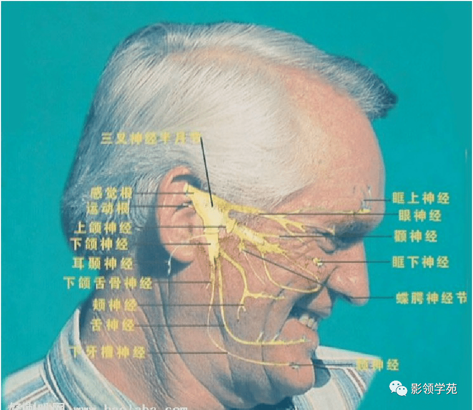 三叉神经解剖及常见疾病mr表现