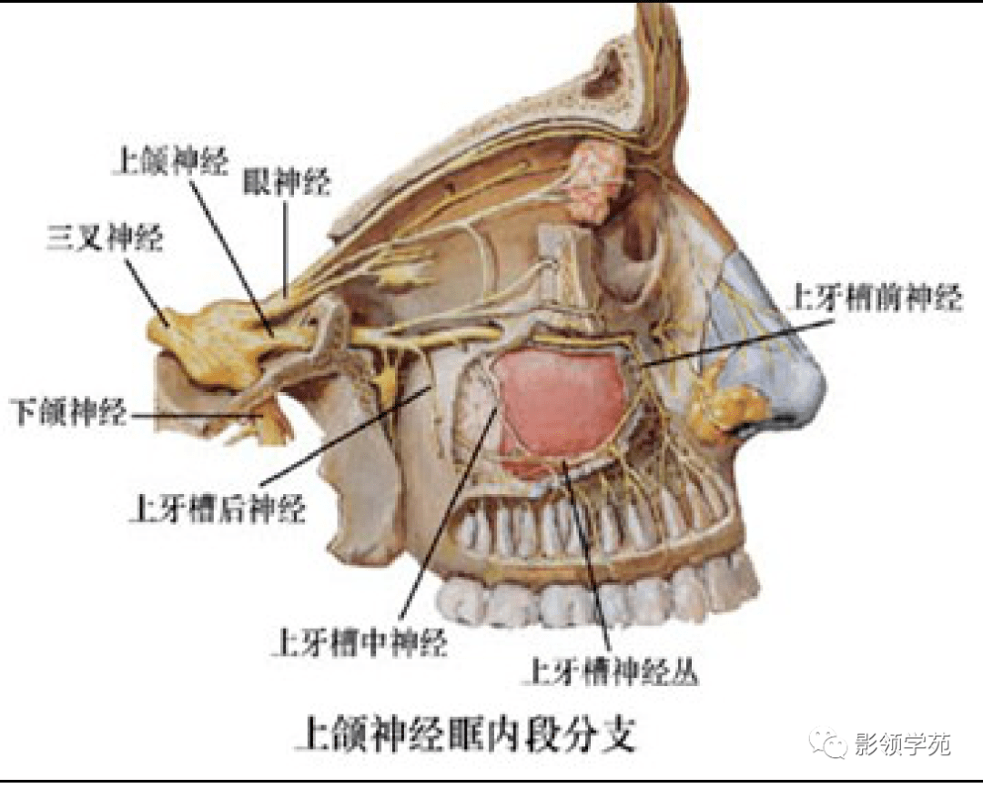 三叉神经解剖及常见疾病mr表现