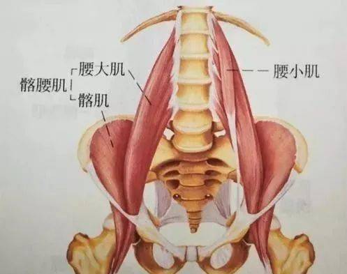 腰大肌所以它的内侧和后方的这些感觉和疼痛,有可能跟闭孔神经有关系