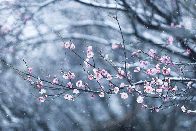 小寒|寒江孤影,落雪白头_图片_梅花便_生活