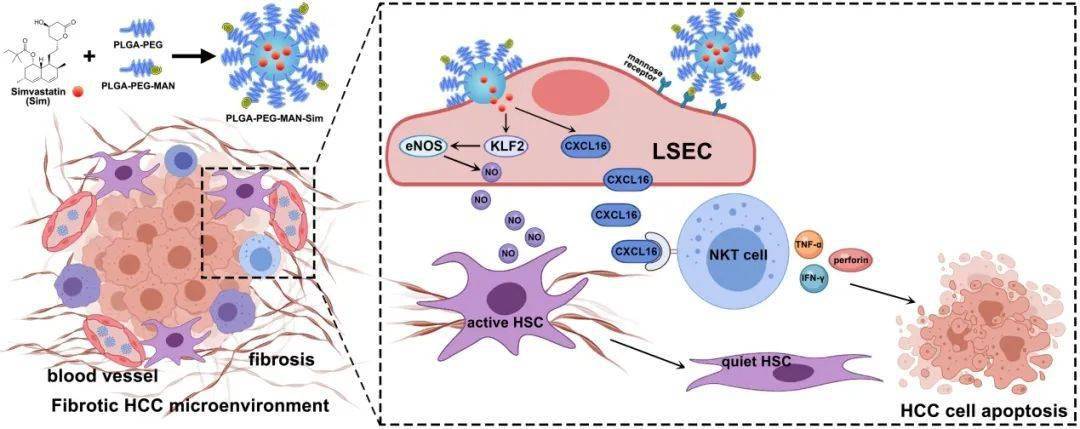 肝窦内皮细胞(lsec)在促进纤维化和协调免疫反应方面的特性是导致hcc