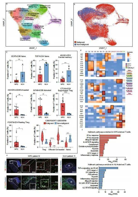 hallmark pathway 分析显示 npc 来源的 t 细胞 ifn-γ 和 ifn-α