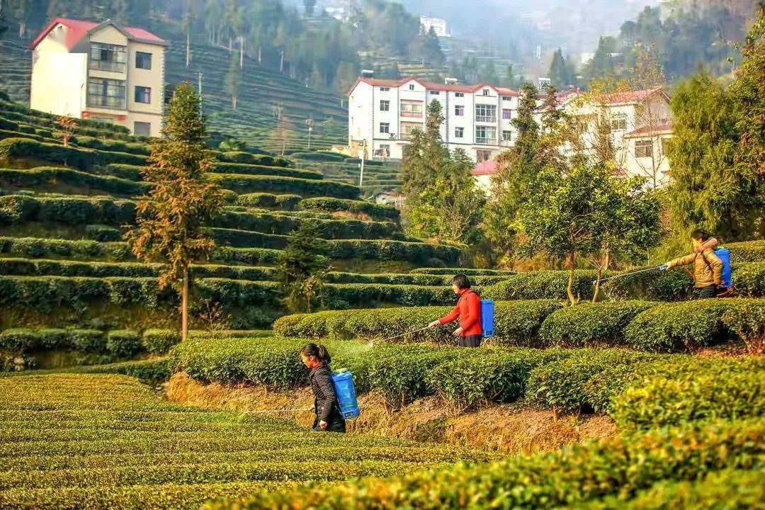 曾维超:冬季清园是防治越冬病虫的一个重要措施.