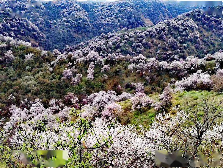 第三天:伊宁市—大西沟福寿山景区—61团桃花—伊宁市