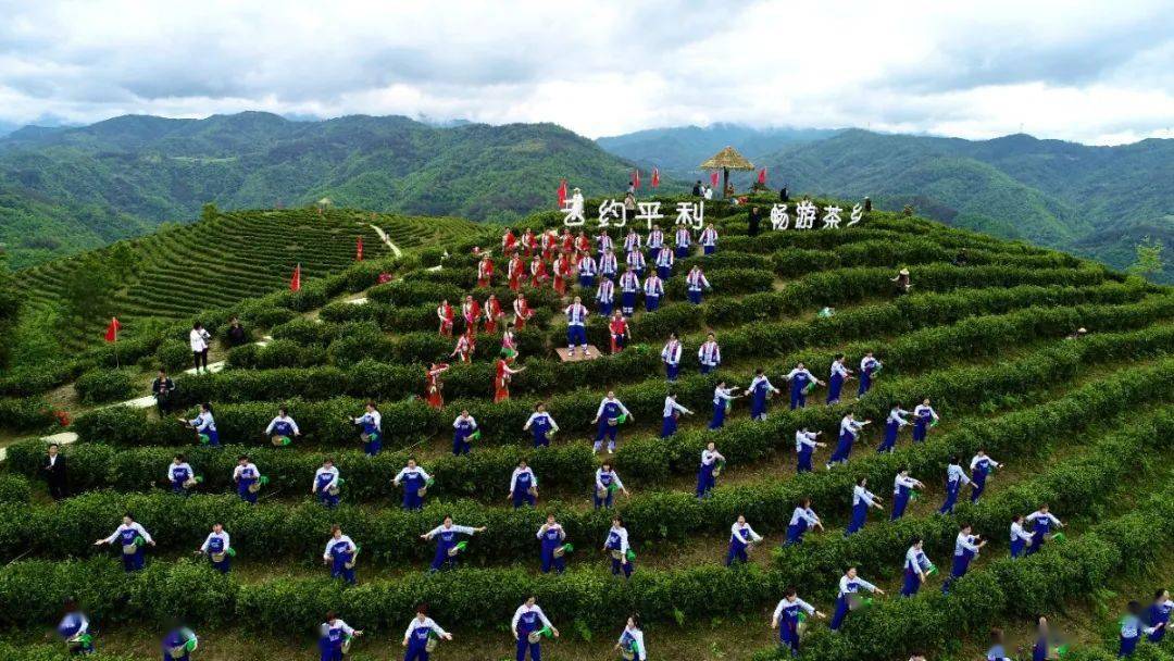 平利县各景区有序开放!_芍药_乡村旅游_女娲