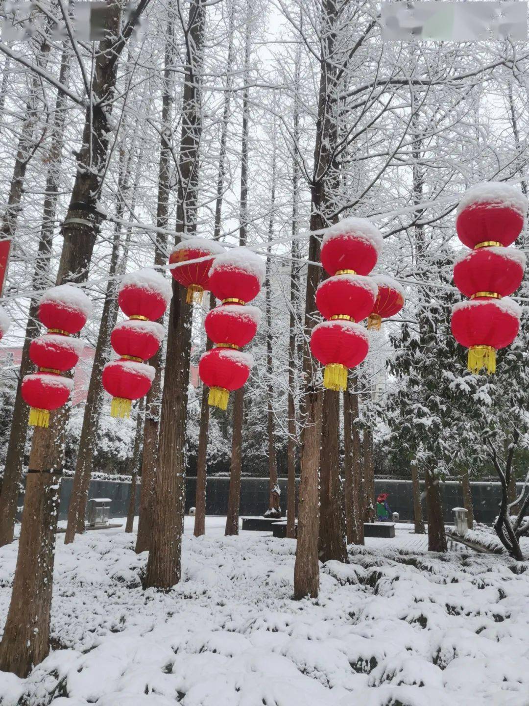 瑞雪兆丰年京山尽妖娆