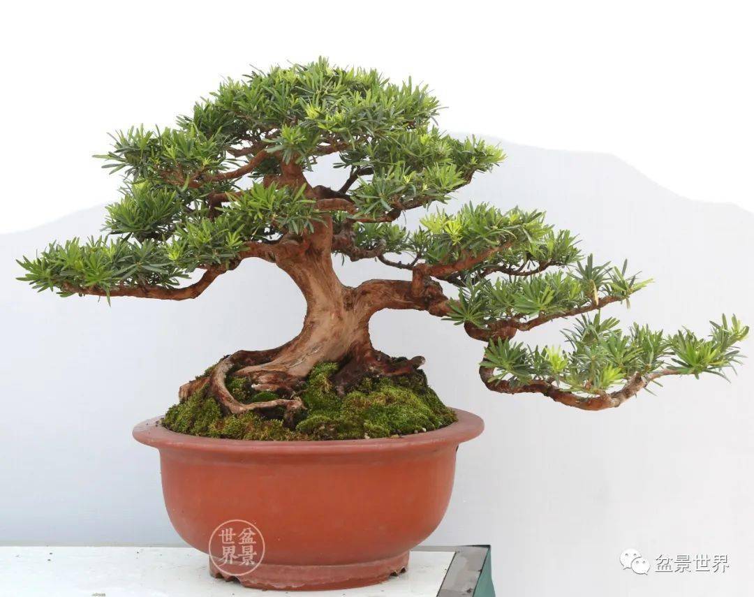 最美的100盆罗汉松_cm_作品_盆景