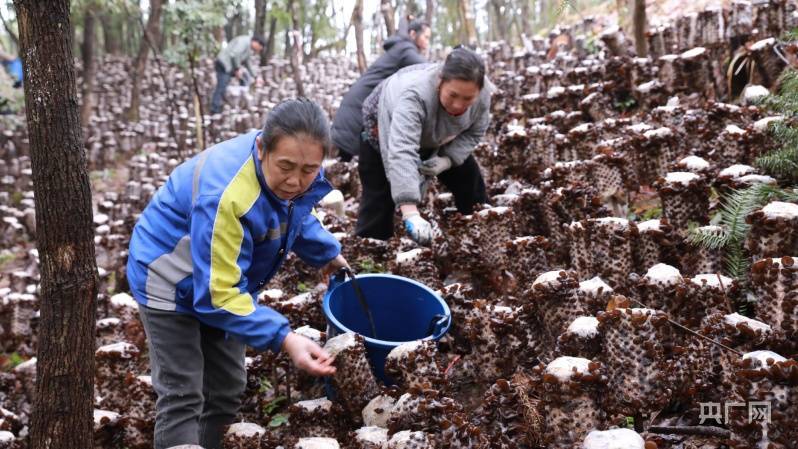 贵州剑河:林下黑木耳喜获丰收_杨家孟_昌连_农户