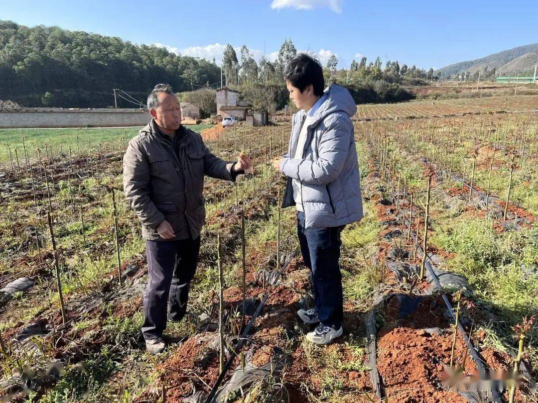 江川区雄关乡党建引领椿绿荒山