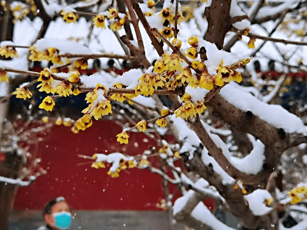 蜡梅花开傲雪迎春北京市属公园已经能室外赏花啦