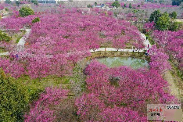 无人机从空中俯瞰460亩梅园,成片的梅花鲜艳无比,夺目耀眼.