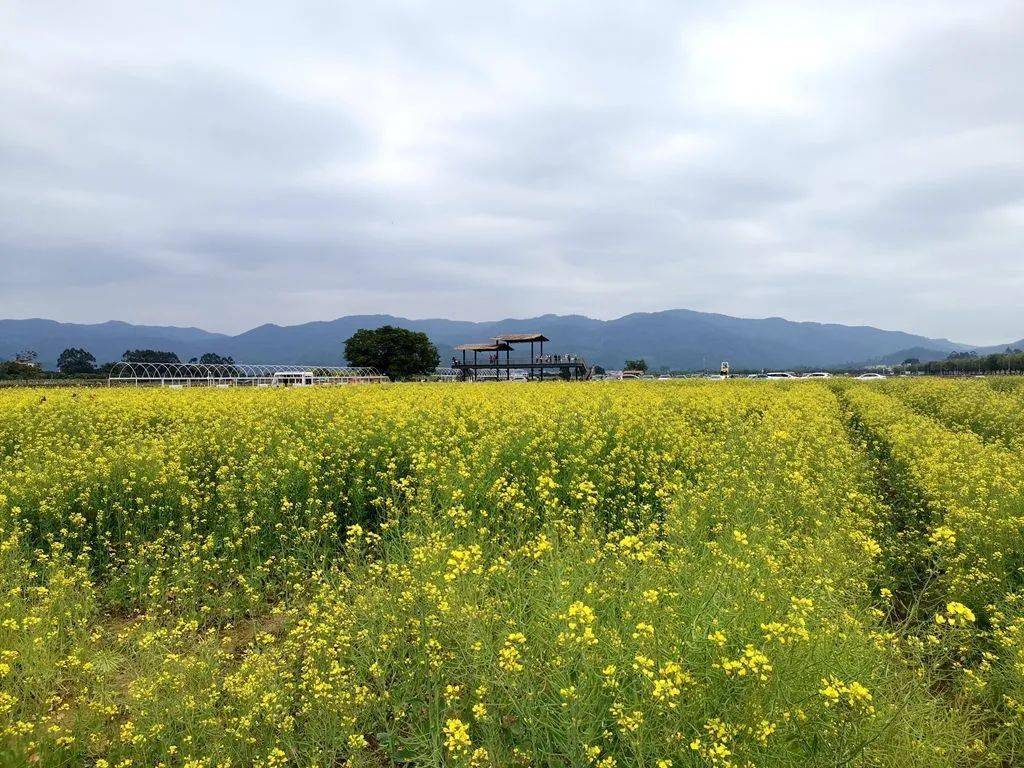 [原创] 朱村油菜花田_增城_遇稻里_番茄