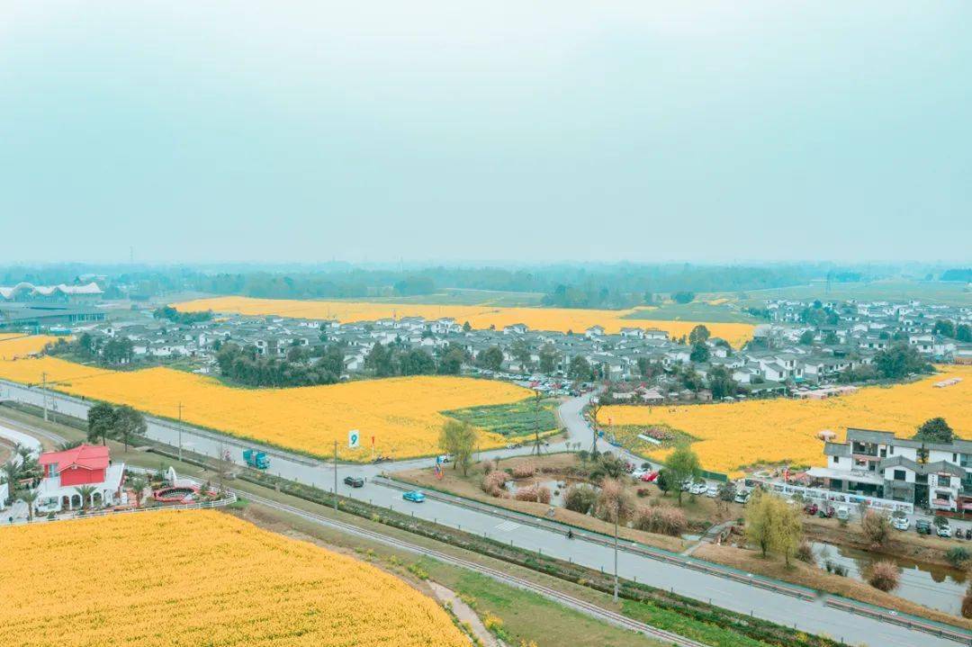五星村3月崇州的最美油菜花季