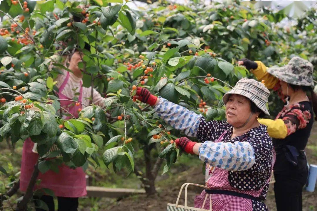 "李建江四处调研学习,把握农业发展趋势,在2010年引进杭州明良农业