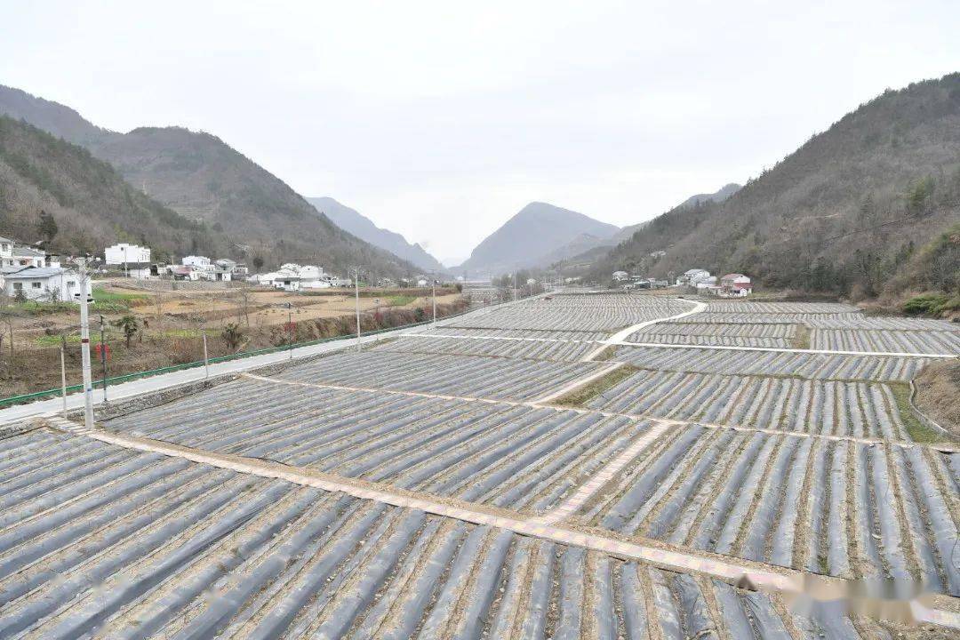 眼下虽春寒料峭,走进蜡烛山村茶园,"绿水青山就是金山银山"的巨幅