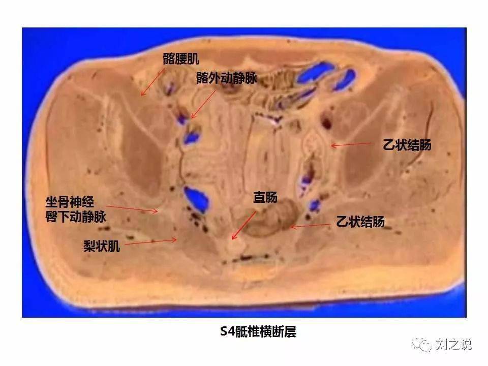 收藏必备男性盆腔断层解剖