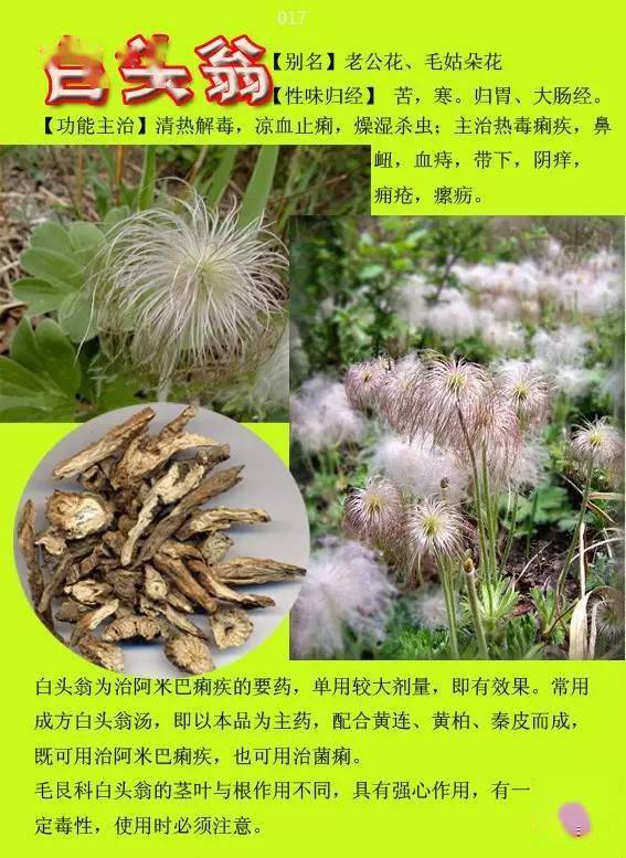 300种常见中草药图谱含功能主治