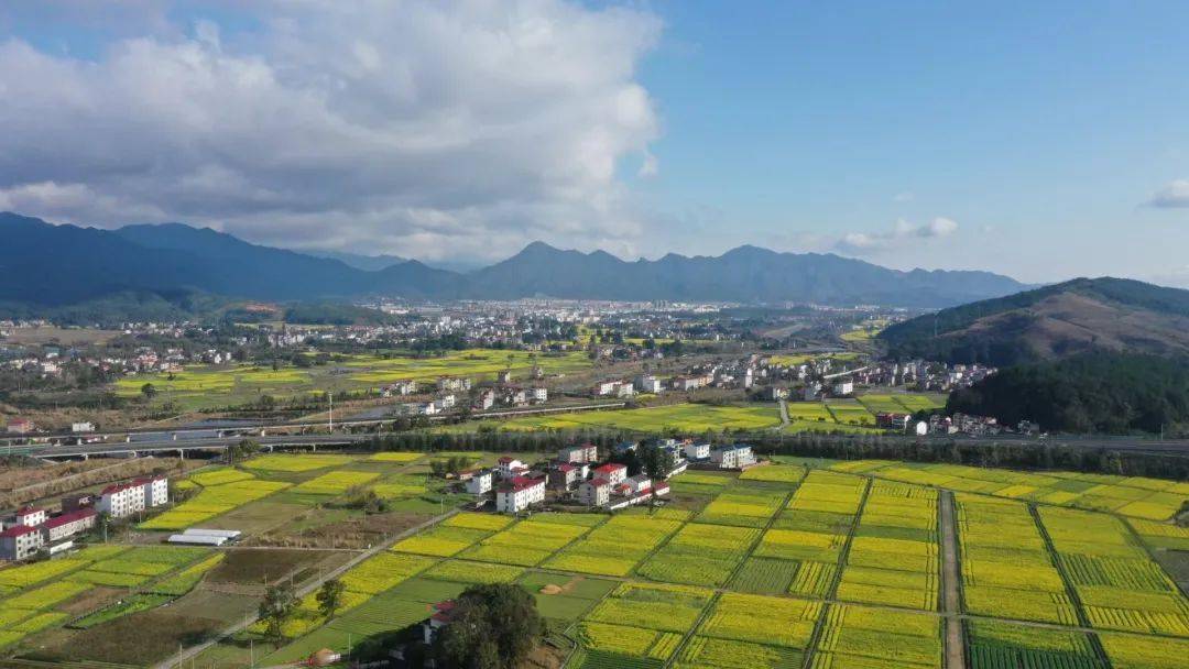 快来打卡厦坪镇菖蒲村千亩油菜花迎春绽放