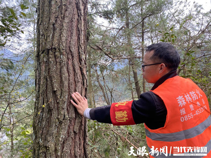 三穗县生态护林员杨学锦当好绿水青山的守护神