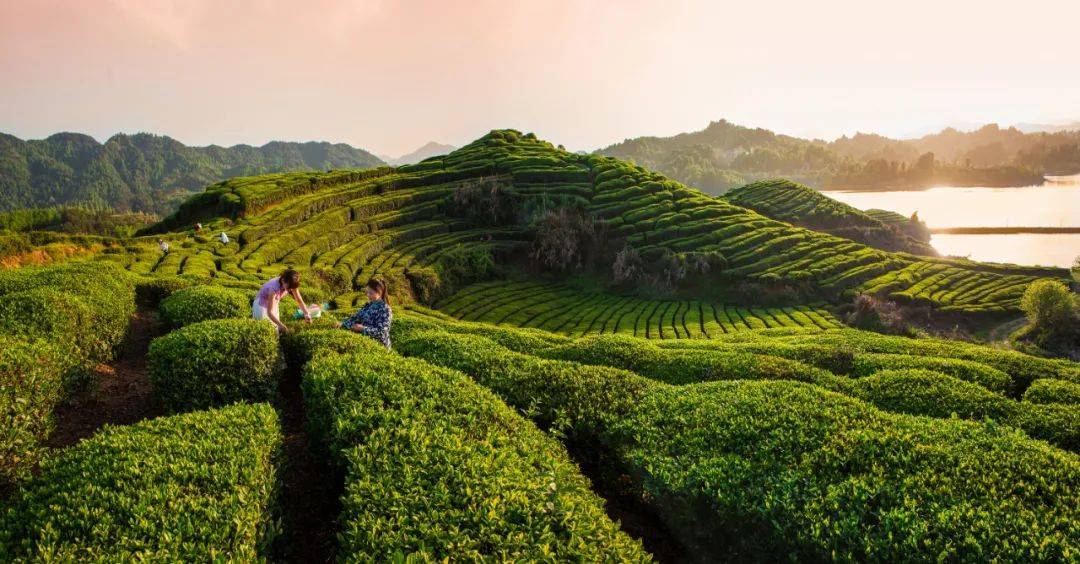 春天的第一杯茶,我就爱这口"仙"的_英山县_茶叶_湖北