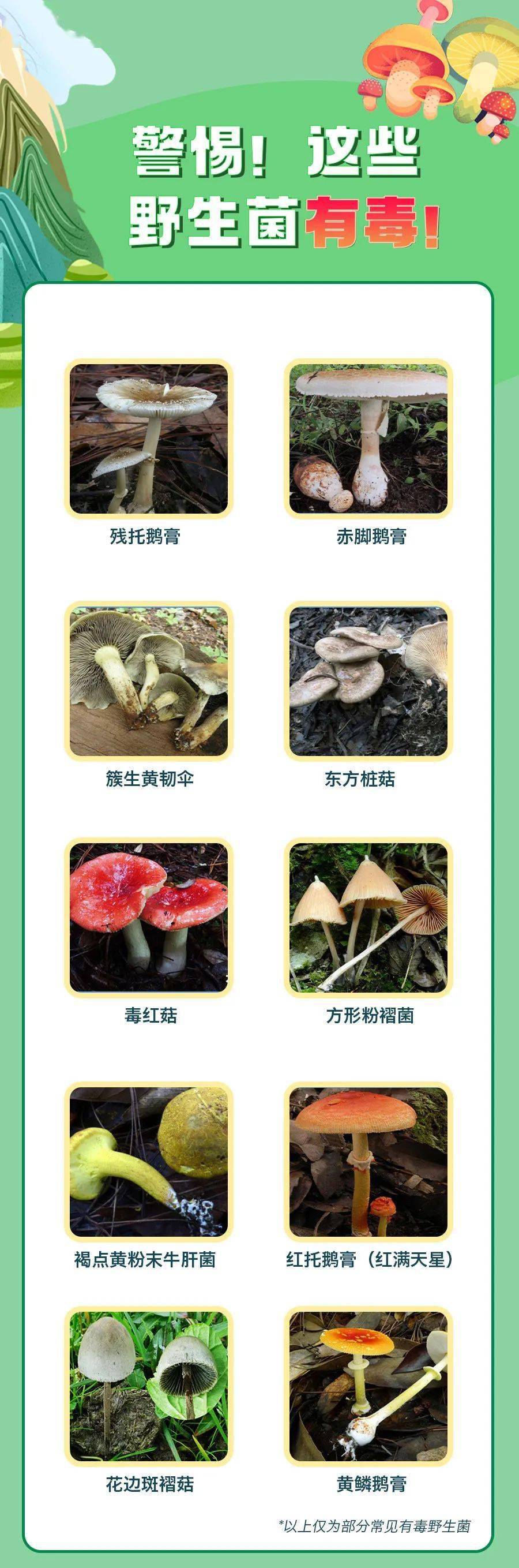 世界范围内已报道的毒蘑菇约有1000种,我国目前已报道480种蘑菇所含