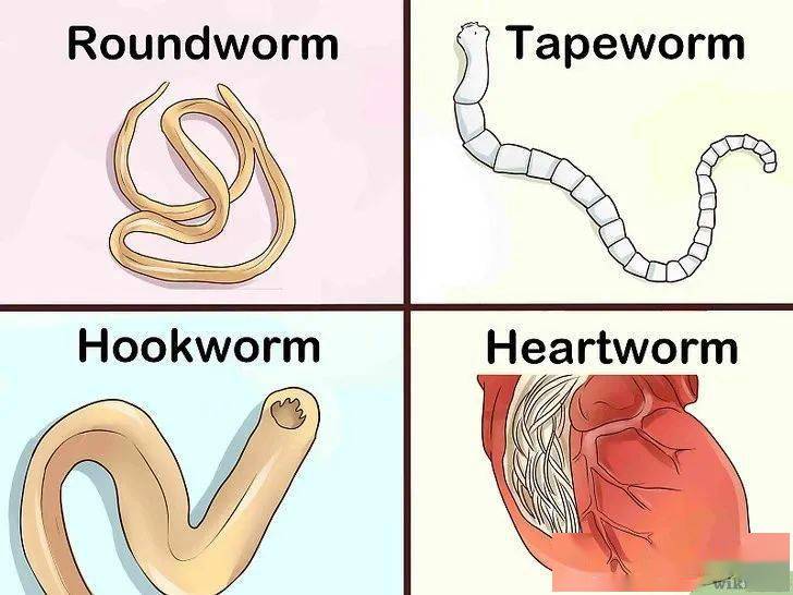 学习辨别狗狗体内不同种类的寄生虫_粪便_检查_绦虫