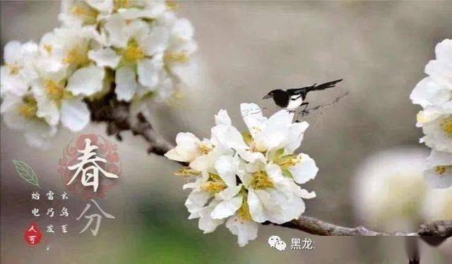 春分时节 | 一年之计在于春_今日春分_习俗_祖和