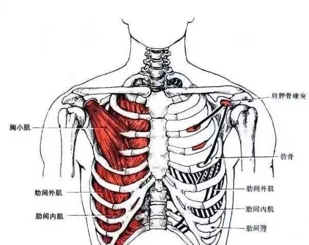 但不限于肱骨的屈曲,内收和内旋,肩胛骨的稳定以及胸骨的抬高和下压