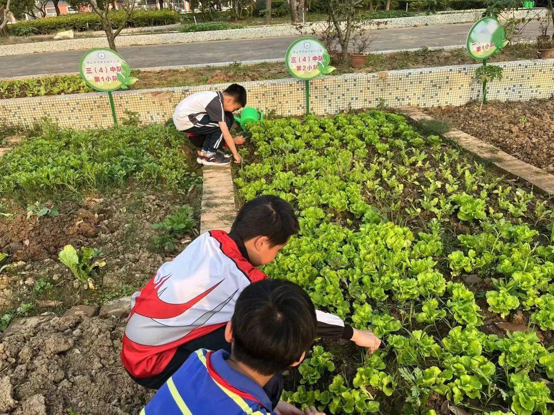 劳动最光荣不负春光好时节南沙小学劳动实践基地春耕校园种植活动劳动