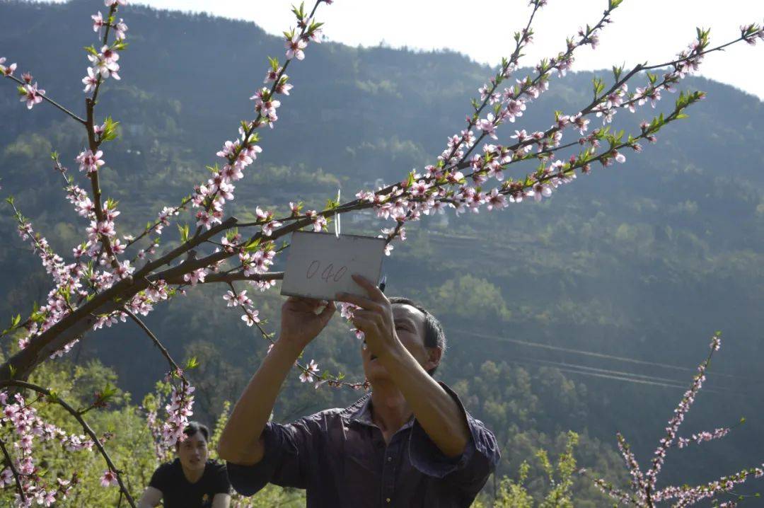 大关这片桃树花正艳还没挂果已旺销