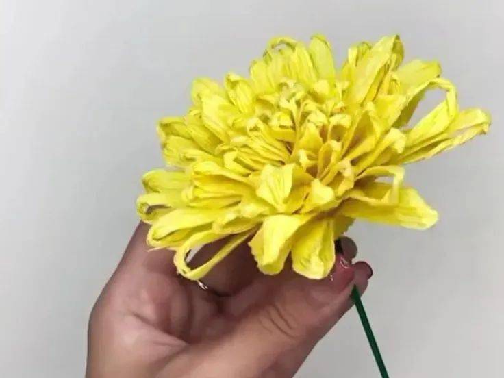 菊花_纸杯_的材料