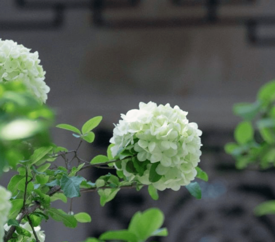 木绣球木本,绣球花草本,木绣球的花有五瓣,且向中间团聚;而"草绣球"则