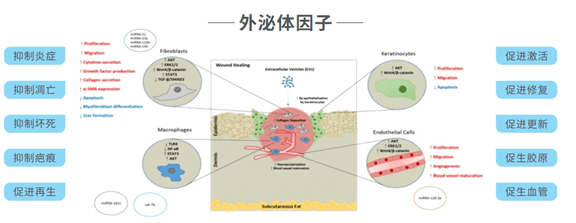 新晋美容网红外泌体在皮肤修复与再生中的应用