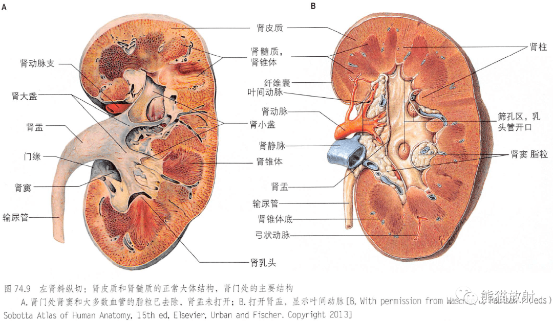 解剖丨脾,肾上腺,泌尿生殖发育,肾和输尿管_结构_动脉血_男性