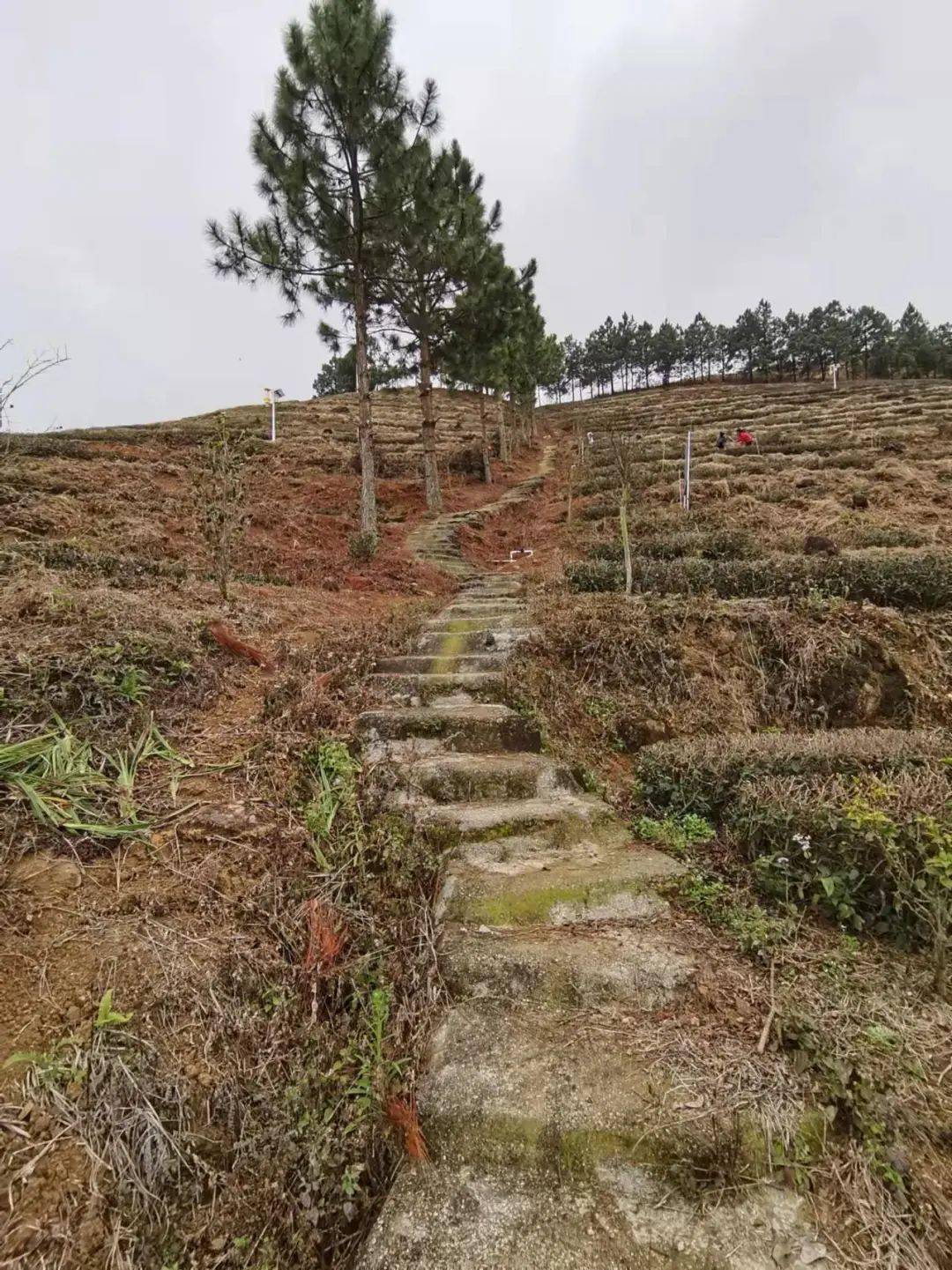 76767676南安市雨丰家庭农场蔡福东表示,农场大田种植的越冬