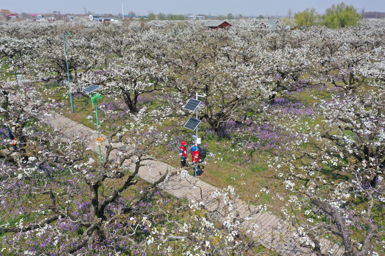 数字农场太阳能电源运行正常"4月2日,在安徽省宿州市砀山县良梨镇