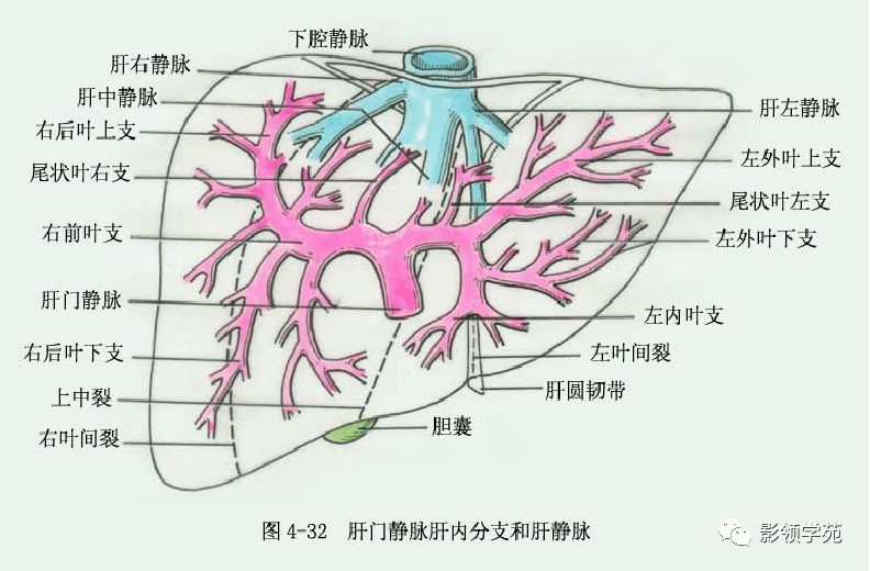 肝脏的表面解剖及分叶分段